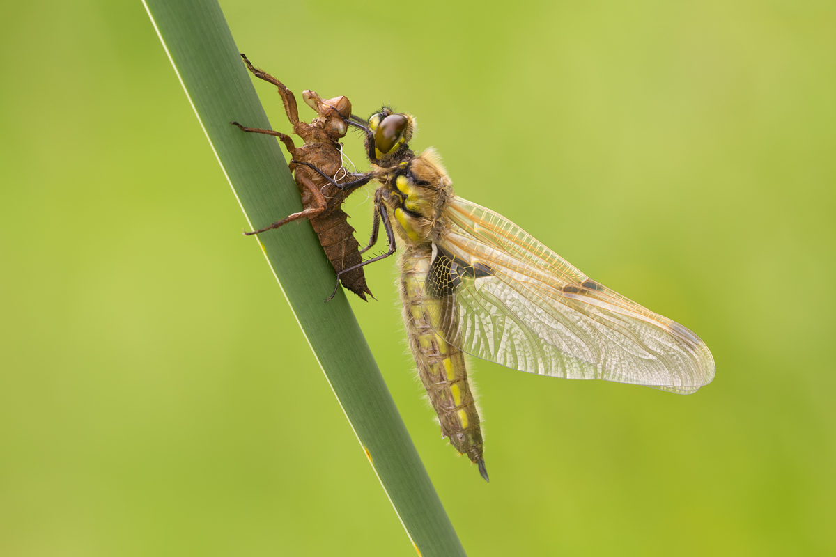 Newly emerged Four-Spotted Chaser 2